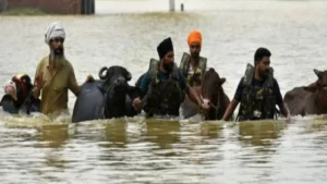 इंसानों के साथ-साथ पशुओं की भी सच्ची रक्षक! Punjab Government ने सिर्फ 7 दिन में 1.75 Lakh से ज्यादा पशुओं को ‘Gal-Ghotu’ से बचाया