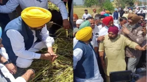 Punjab Government का बड़ा फैसला: Special Girdawari से हर किसान को मिलेगा फसल नुकसान का Compensation