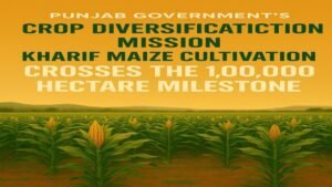 Punjab में Maize Revolution: Crop Diversification से बढ़ी किसानों की उम्मीदें